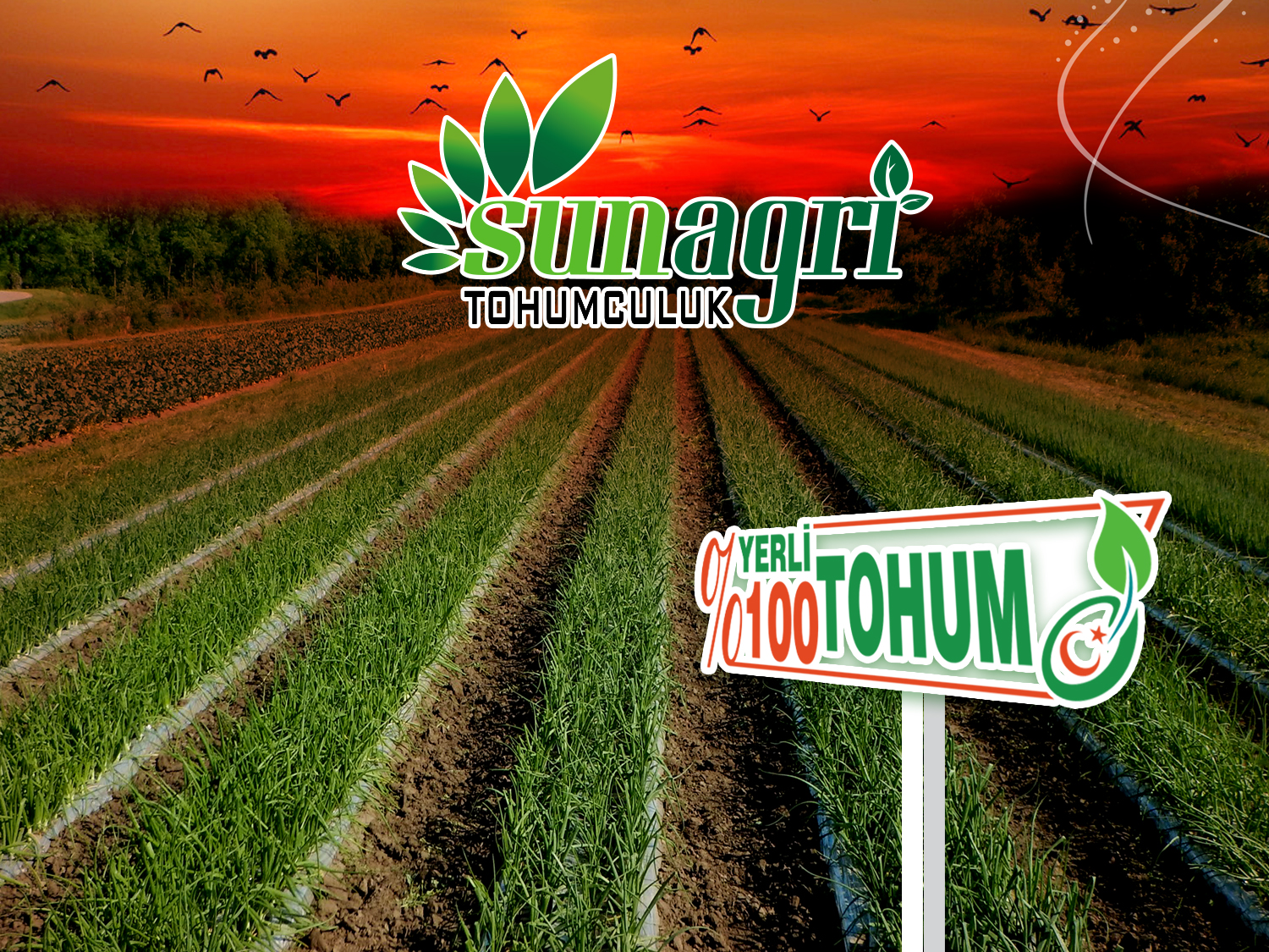Sunagri Tarla-Ürün Fotoğrafları