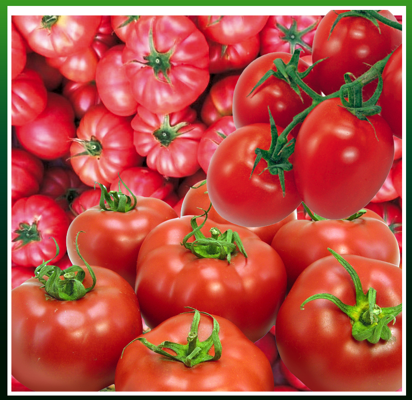 DOMATES TOHUMLARI