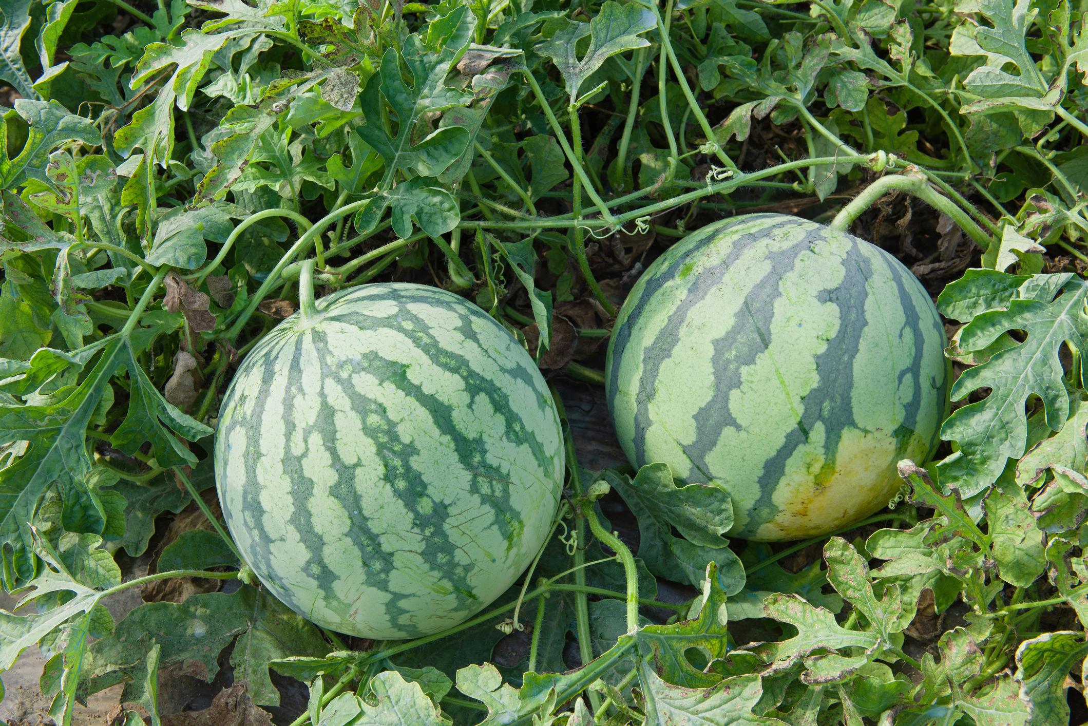 KAVUN ve KARPUZ TOHUMLARI