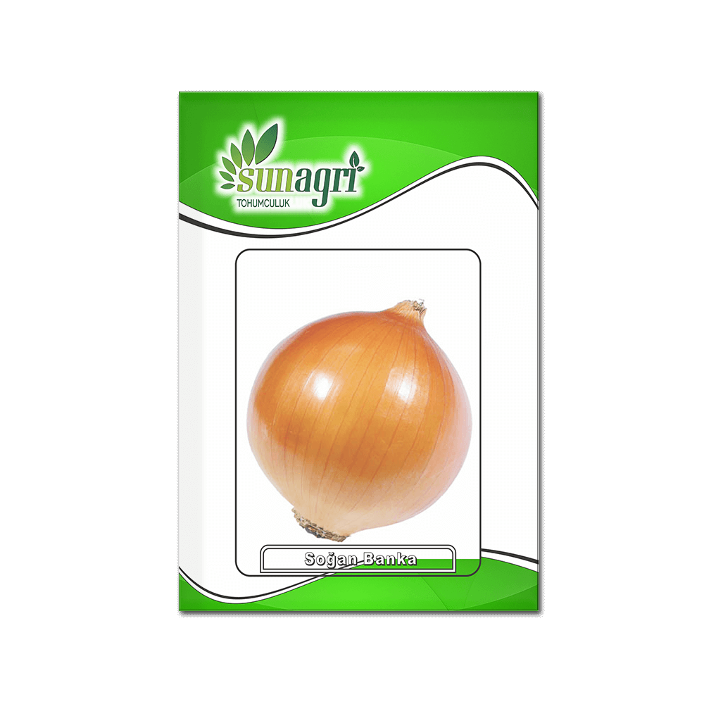 SOĞAN TOHUMLARI