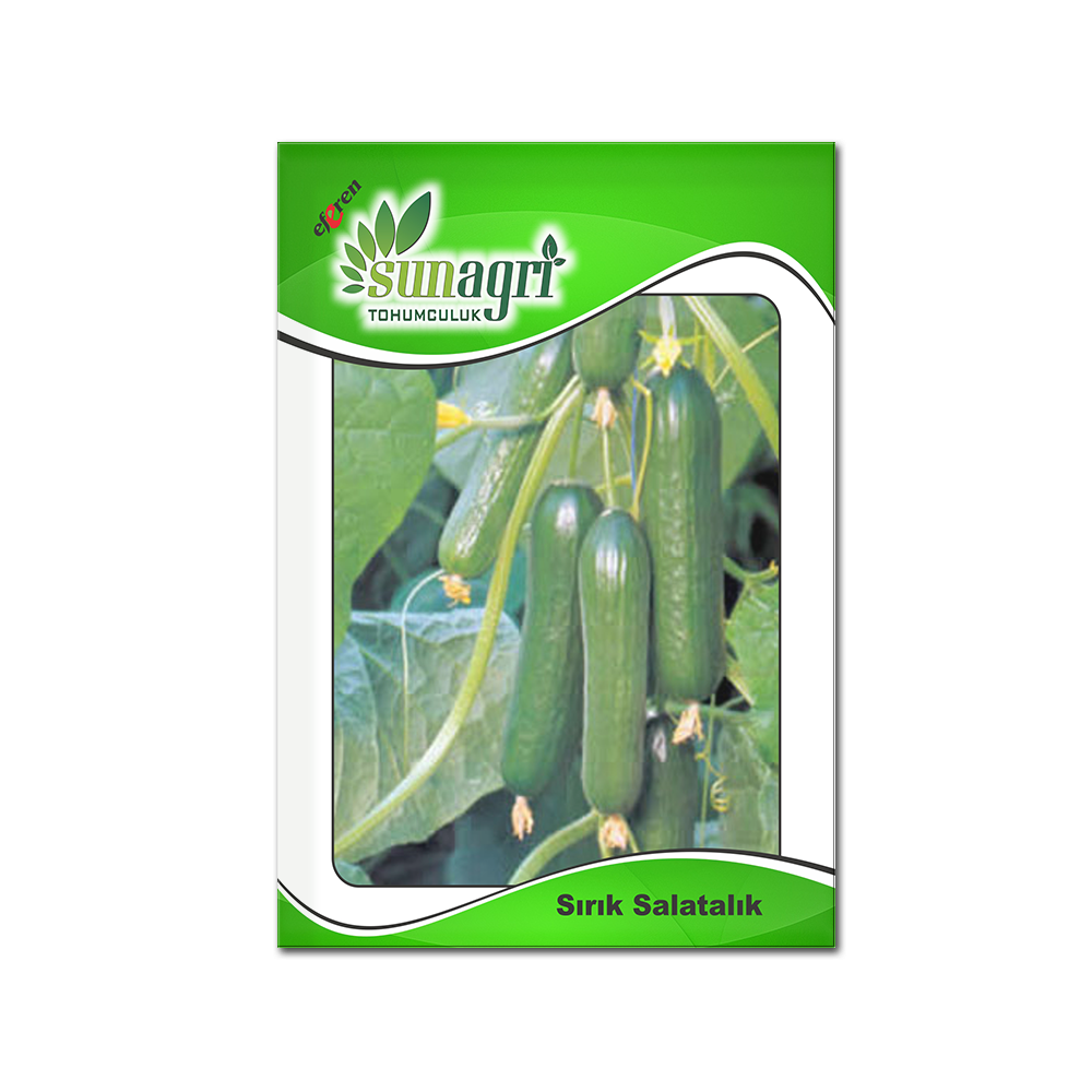 SALATALIK TOHUMLARI