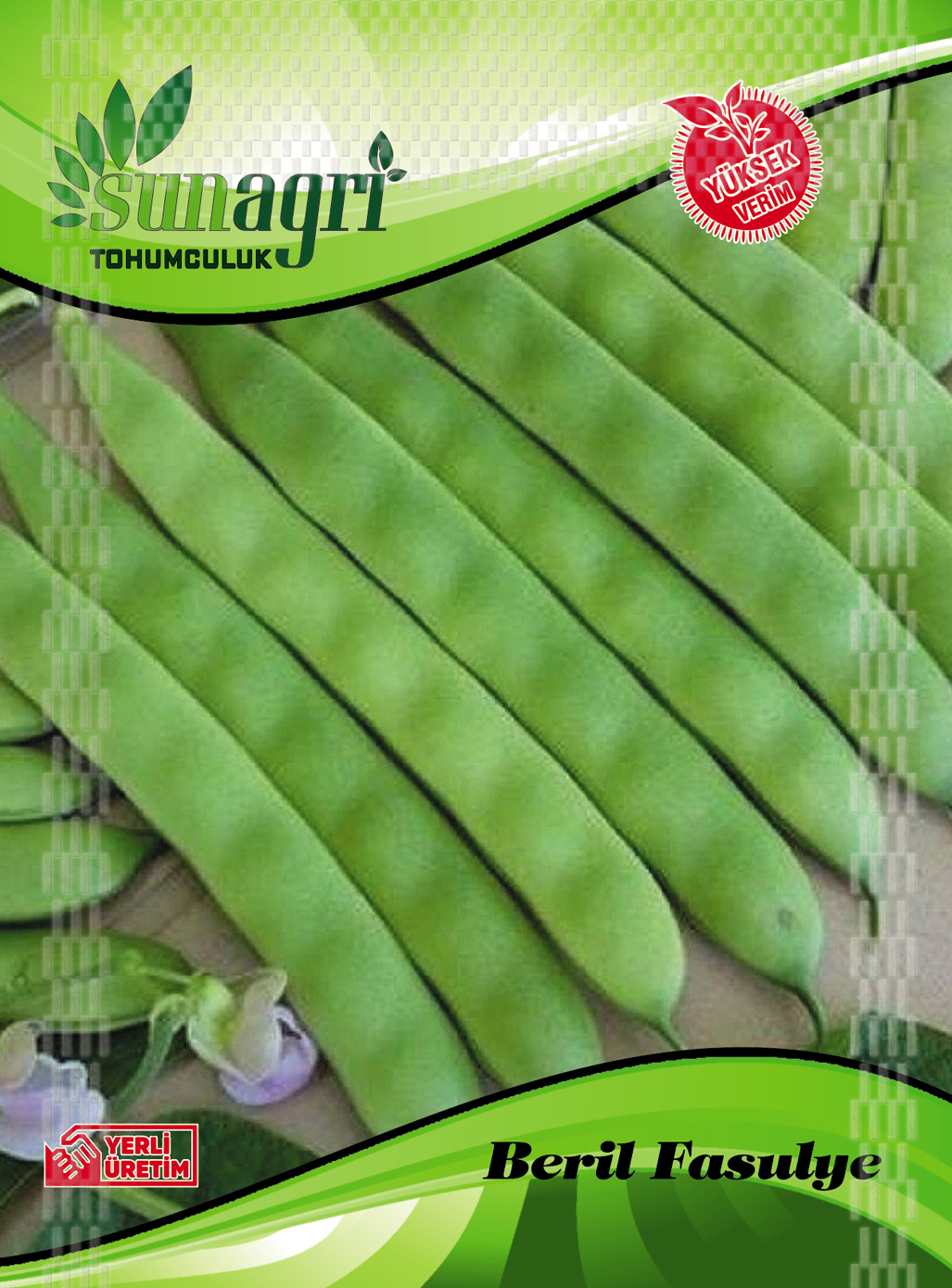 FASULYE TOHUMLARI