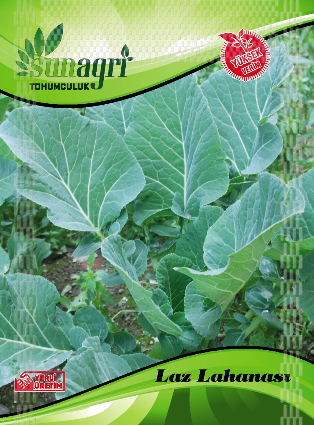 LAHANA TOHUMLARI
