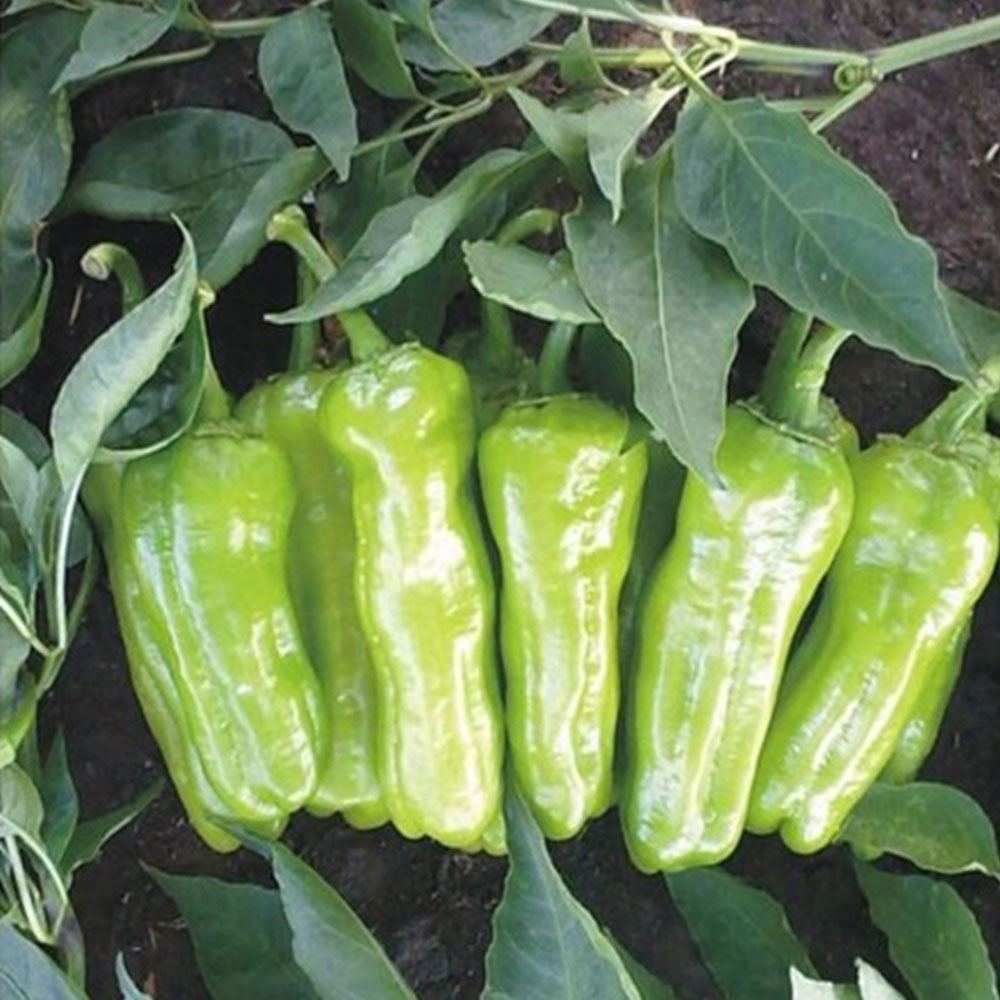 BİBER ÜÇBURUN MAZAMORT