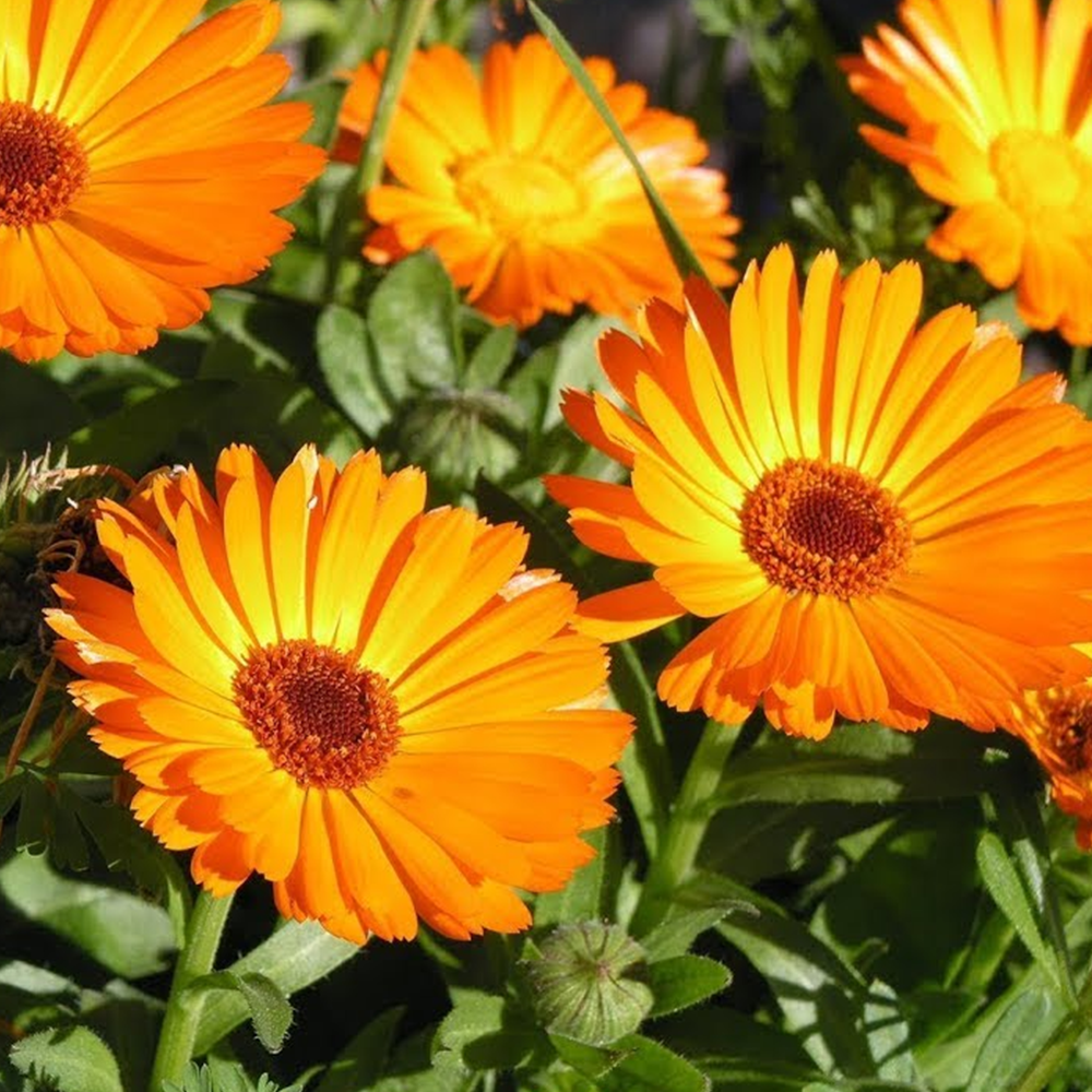 PORTAKAL NERGİSİ TOHUMU