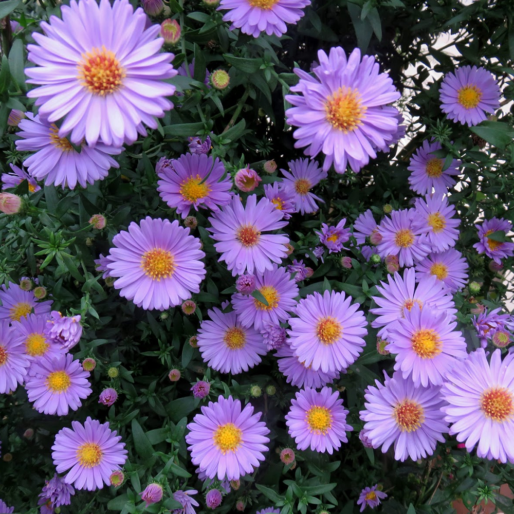 ASTER ÇİÇEĞİ TOHUMU