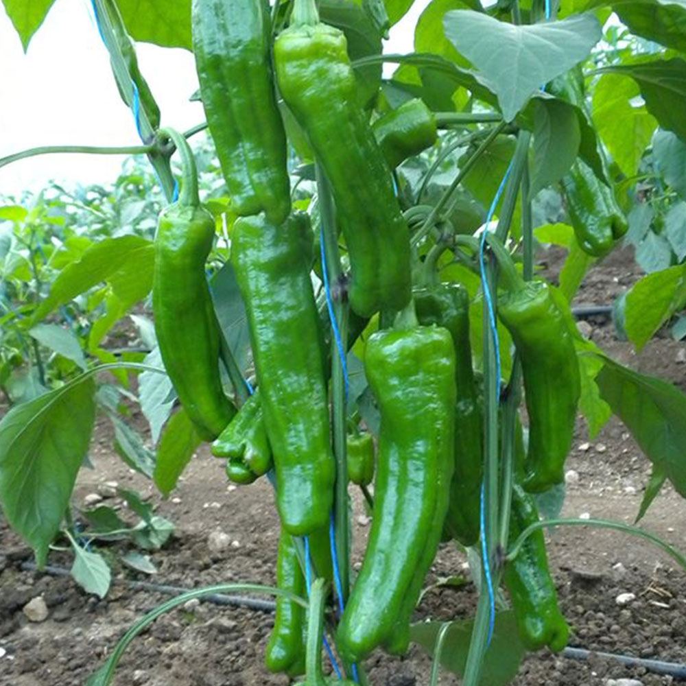 BİBER ÜÇBURUN MAZAMORT