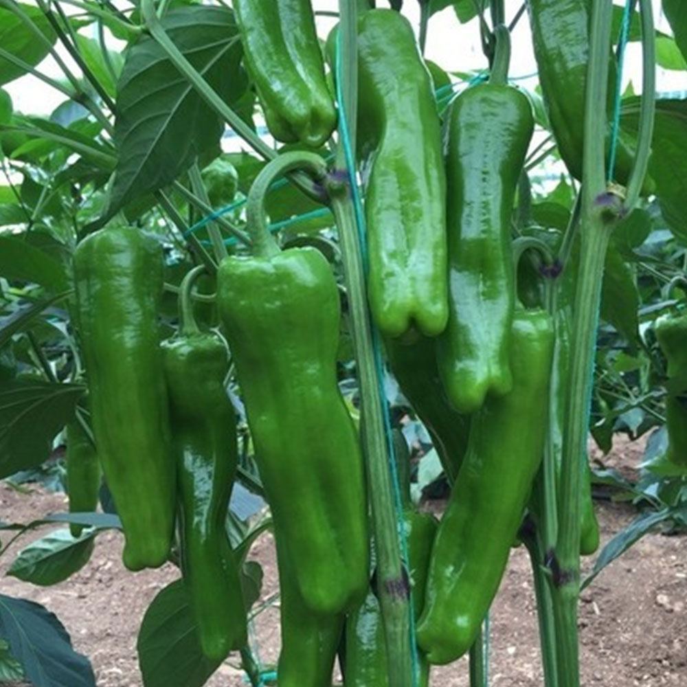 BİBER ÜÇBURUN MAZAMORT