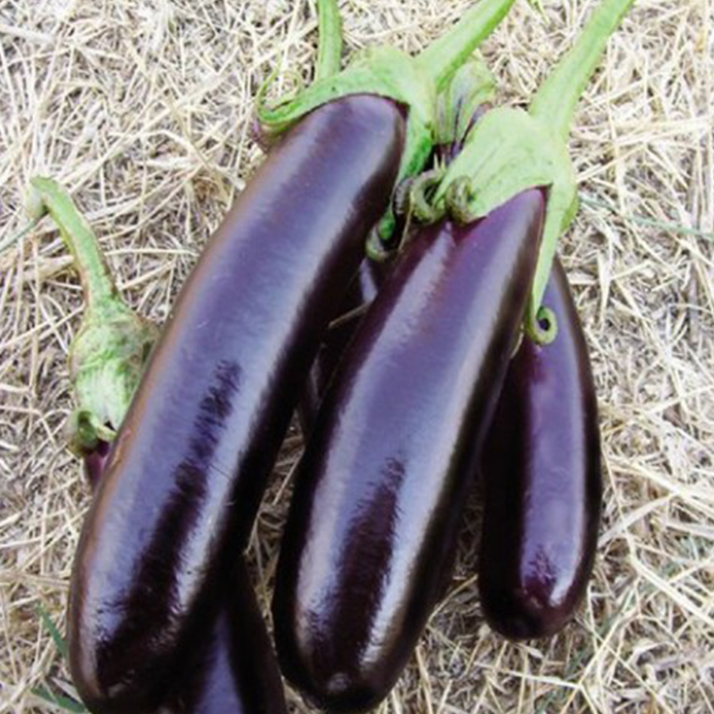 PATLICAN AYDIN SİYAHI