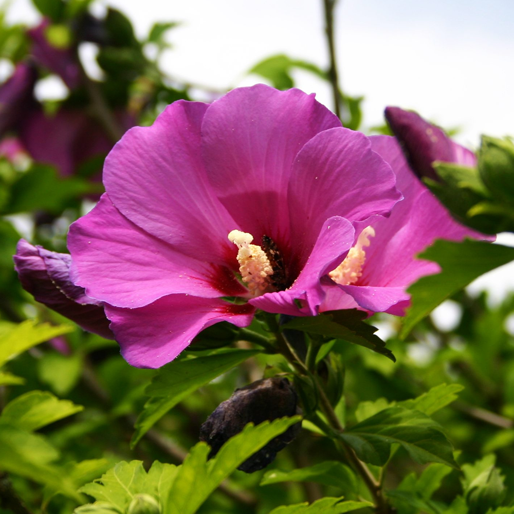 HATMİ ÇİÇEĞİ TOHUMU