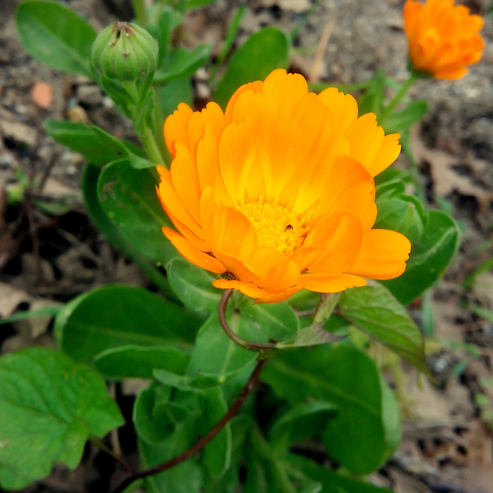 PORTAKAL NERGİSİ TOHUMU