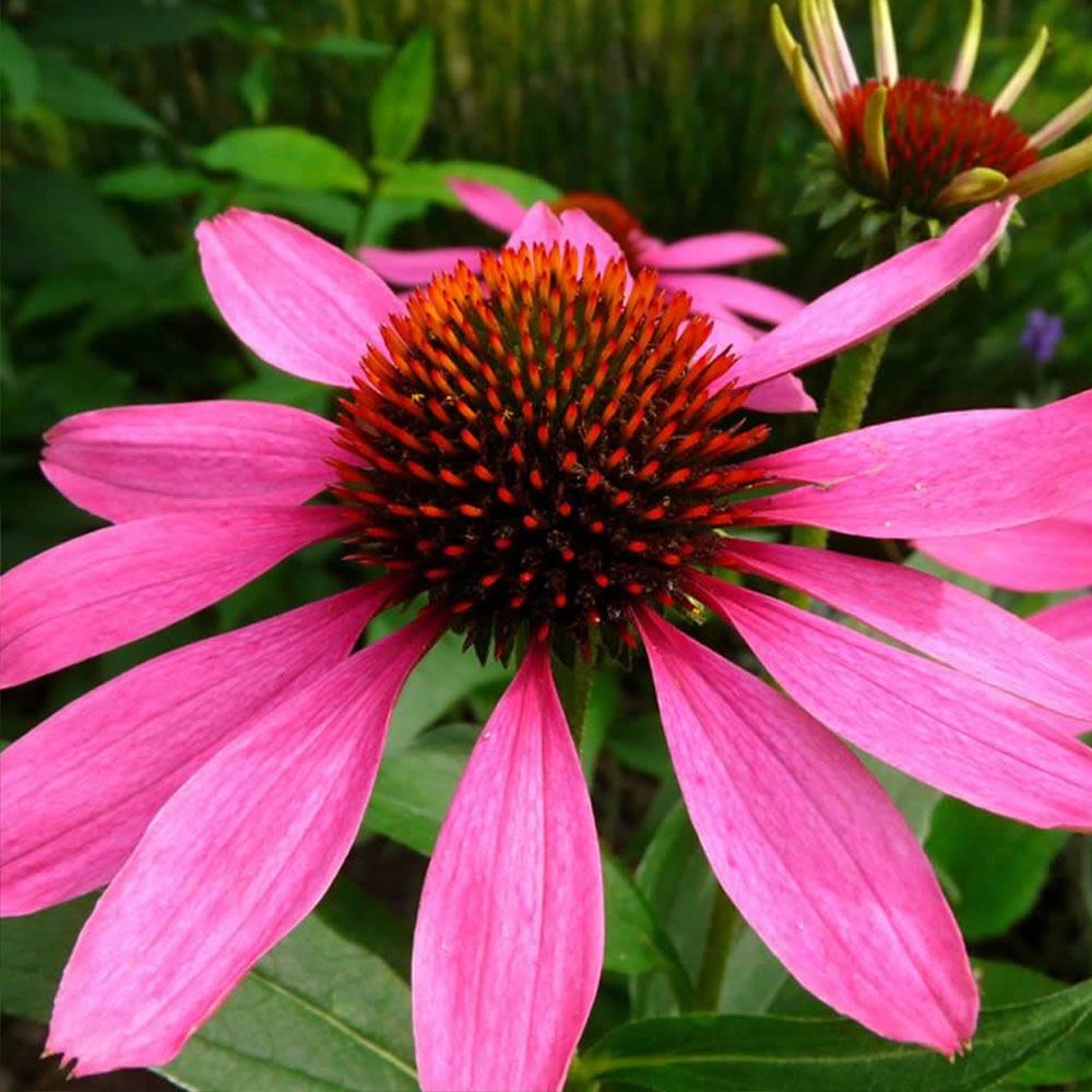 EKİNEZYA ÇİÇEĞİ TOHUMU