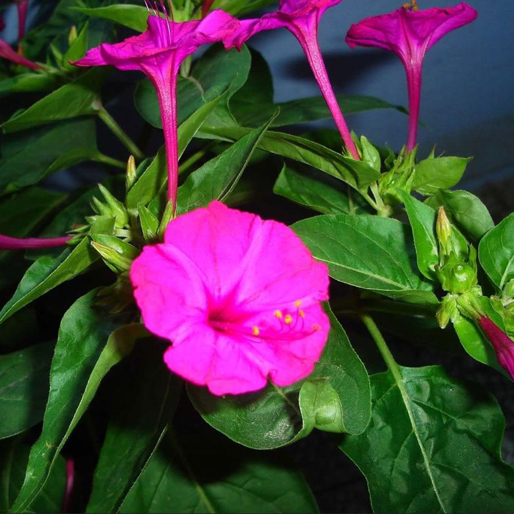 AKŞAM SEFASI TOHUMU