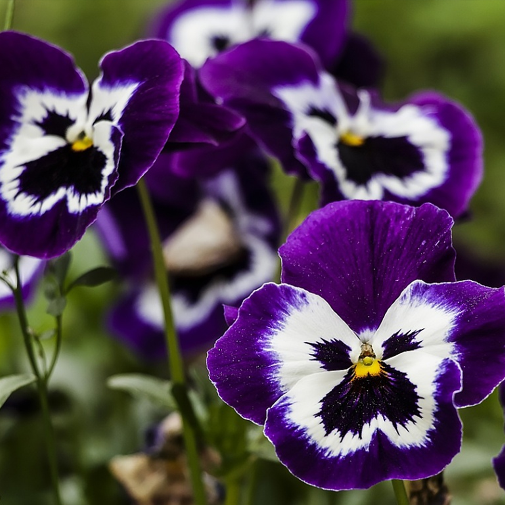 HERCAİ MENEKŞE TOHUMU