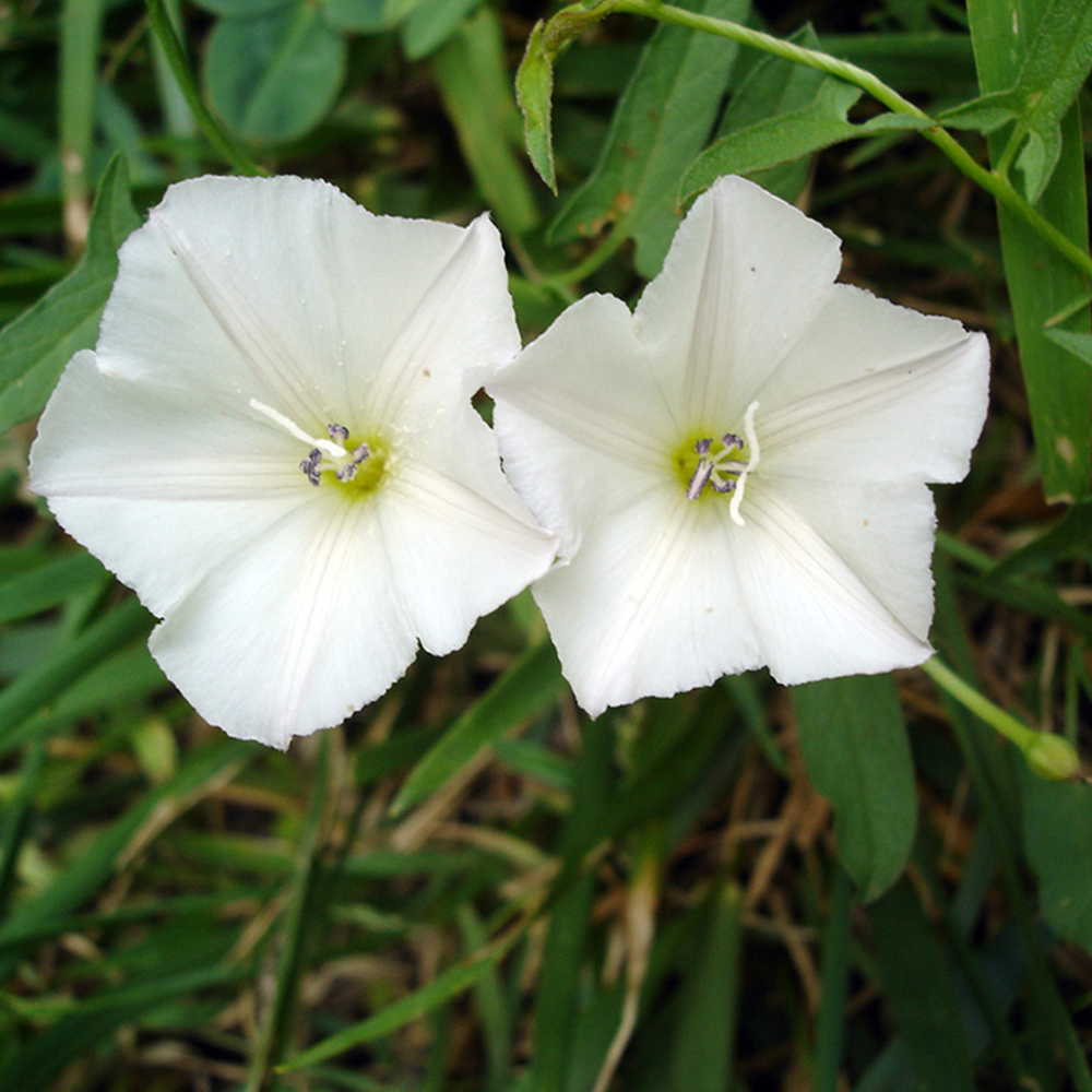 GÜNDÜZ SEFASI TOHUMU