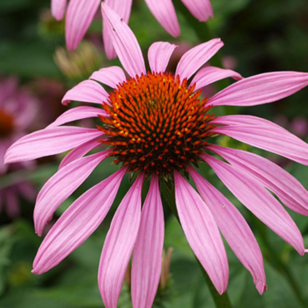 EKİNEZYA ÇİÇEĞİ TOHUMU