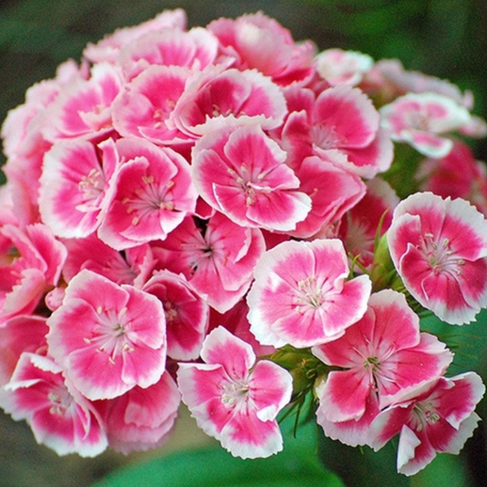 HÜSNÜ YUSUF TOHUMU