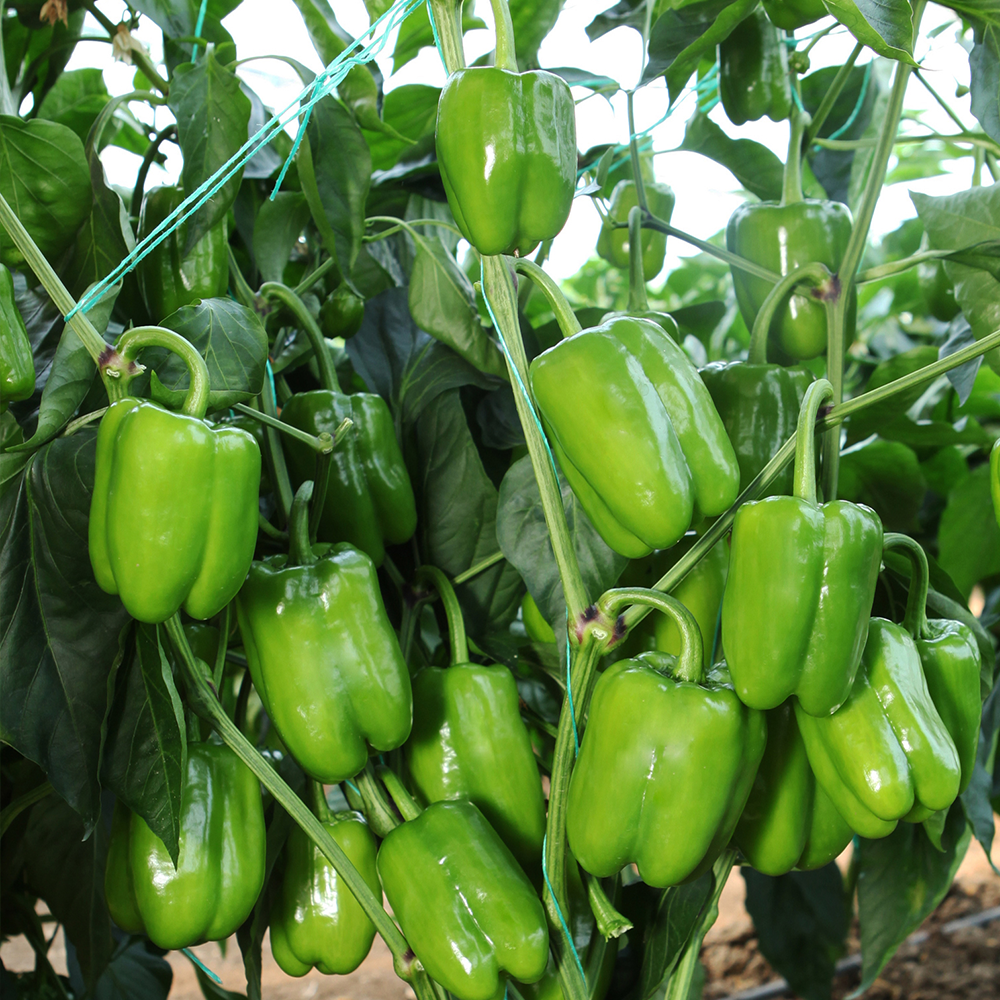 BİBER KANDİL DOLMA