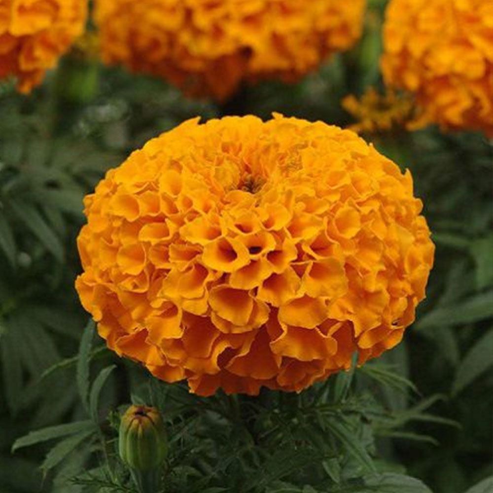 TOP KADİFE ÇİÇEĞİ TOHUMU (TURUNCU)