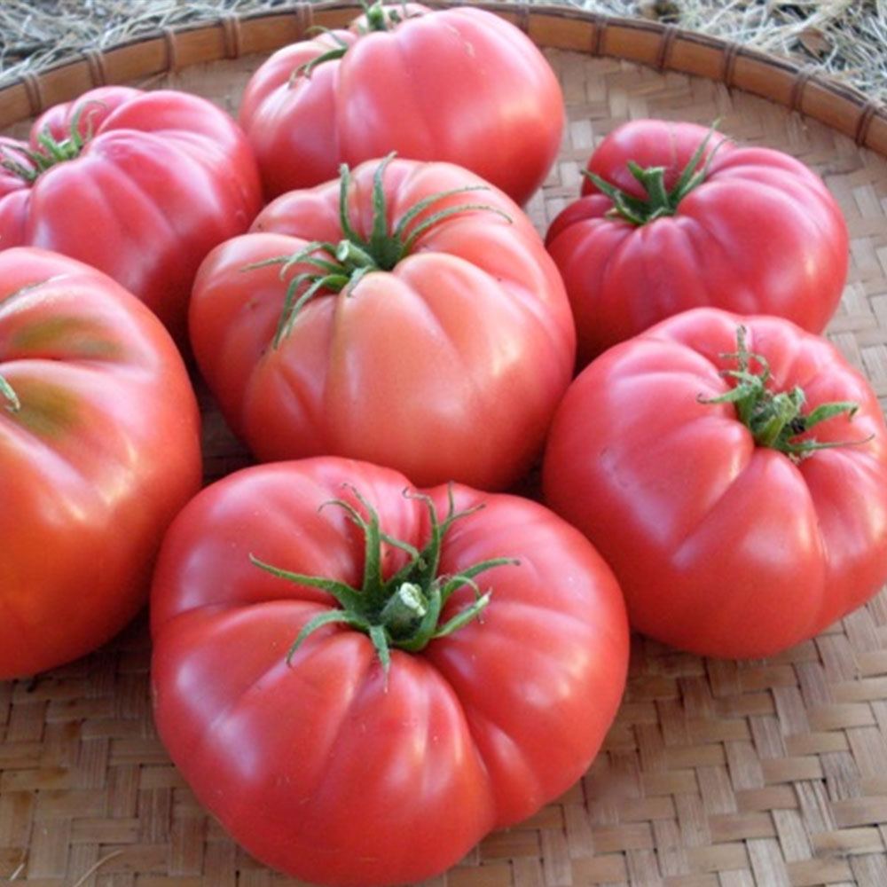 PEMBE KÖY DOMATESİ