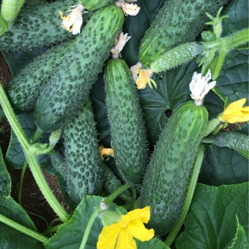 SALATALIK (KORNİŞON TURŞULUK)