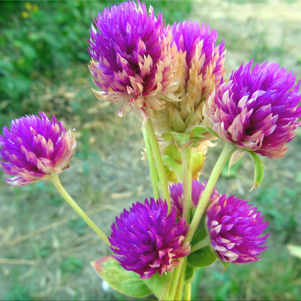 HANIM DÜĞMESİ TOHUMU