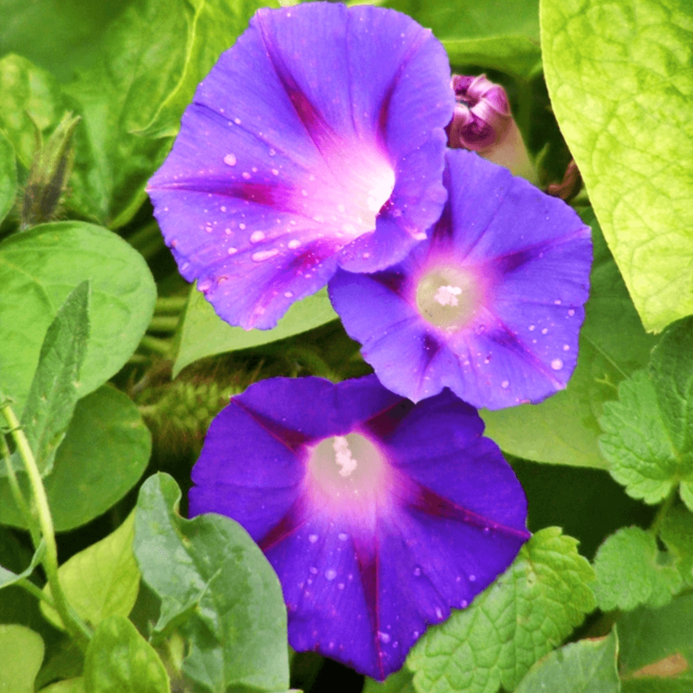 GÜNDÜZ SEFASI TOHUMU