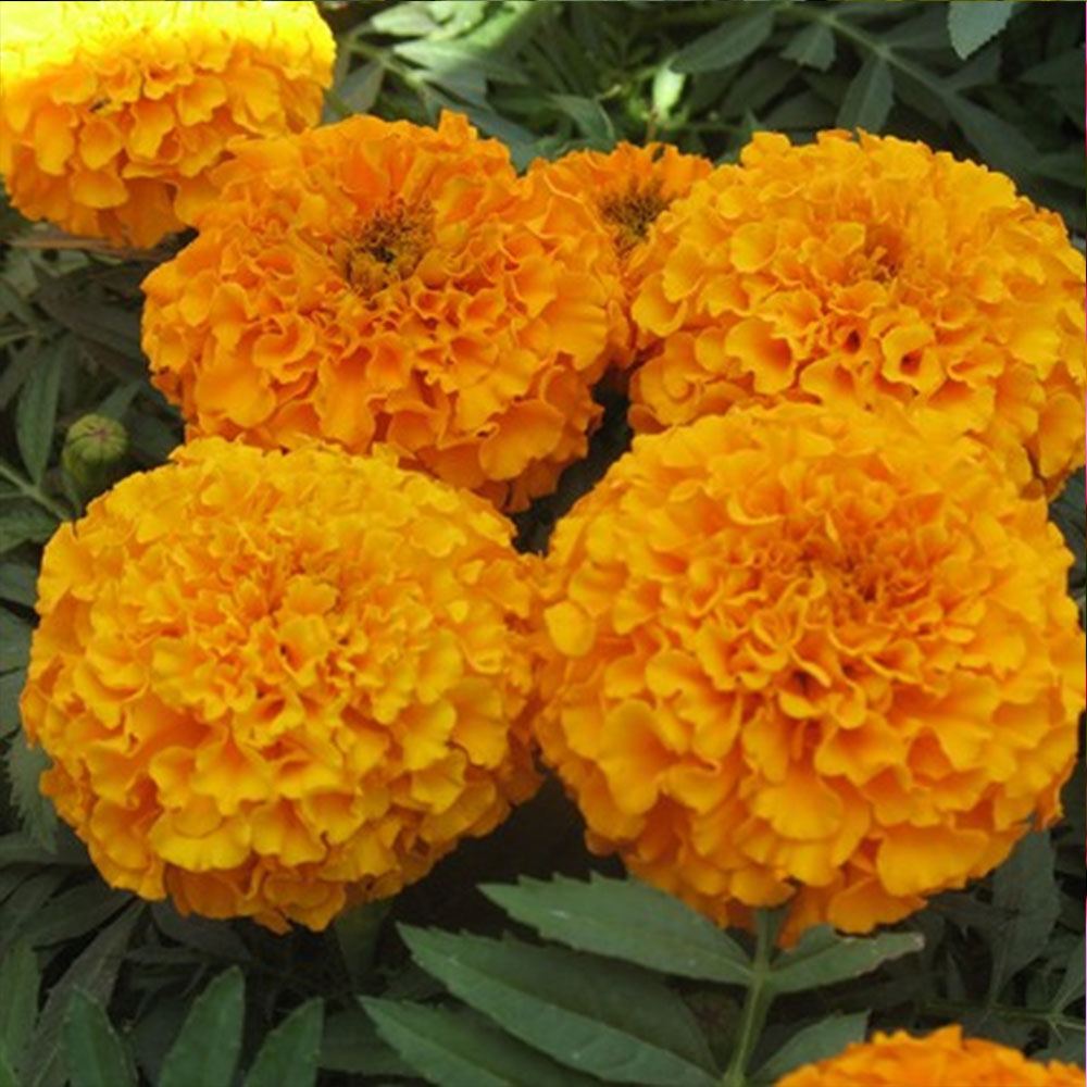 TOP KADİFE ÇİÇEĞİ TOHUMU (TURUNCU)