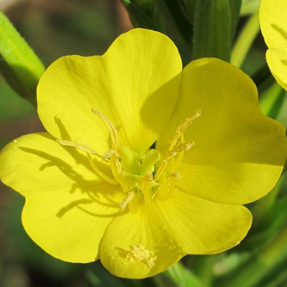 EZAN ÇİÇEĞİ TOHUMU