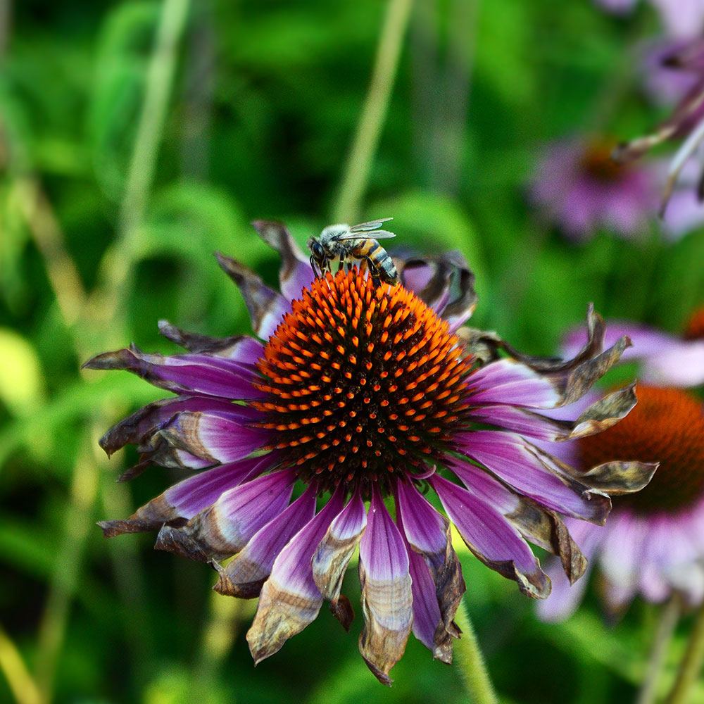 EKİNEZYA ÇİÇEĞİ TOHUMU