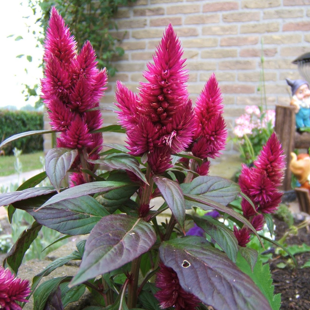 HOROZ İBİĞİ TOHUMU