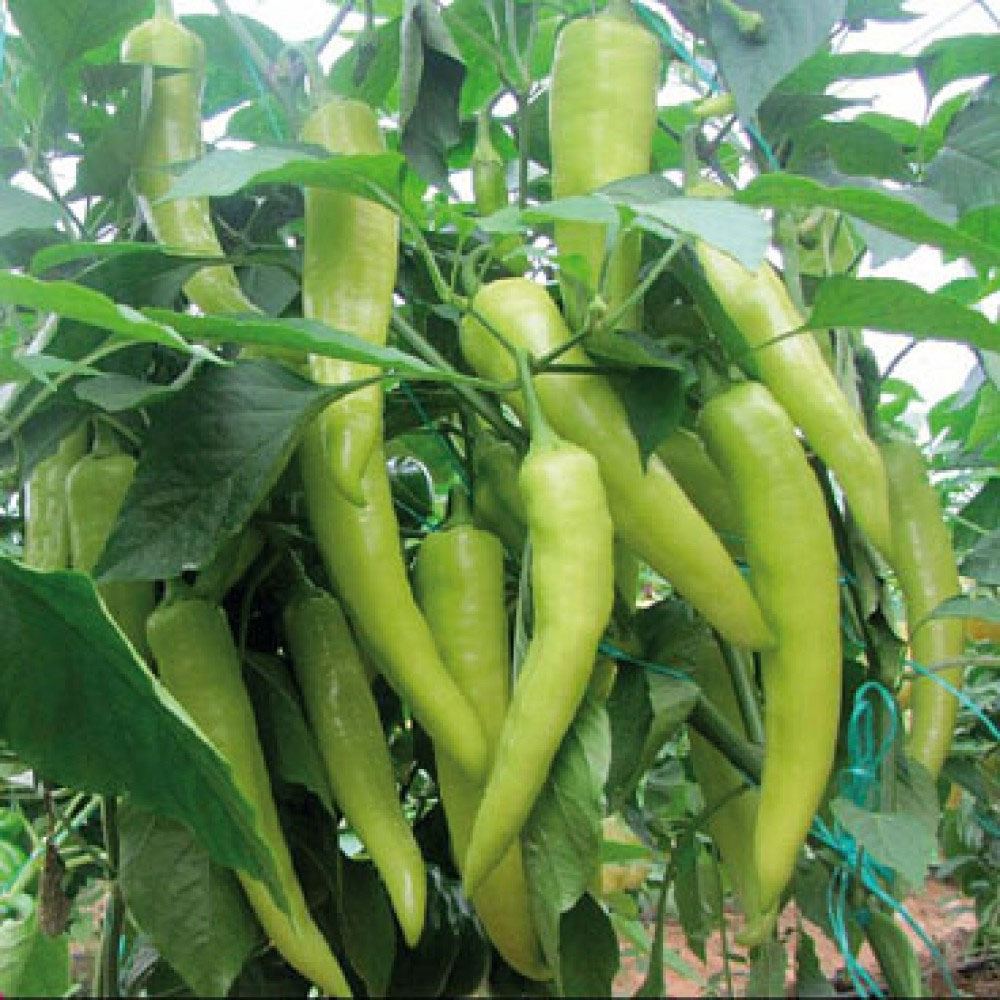 BİBER ÇARLİSTON YALOVA