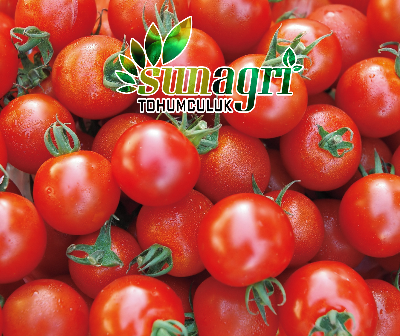CHERRY DOMATES