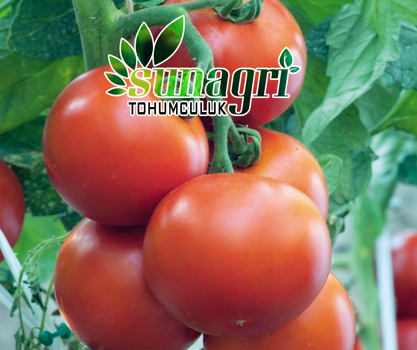 SALKIM DOMATES