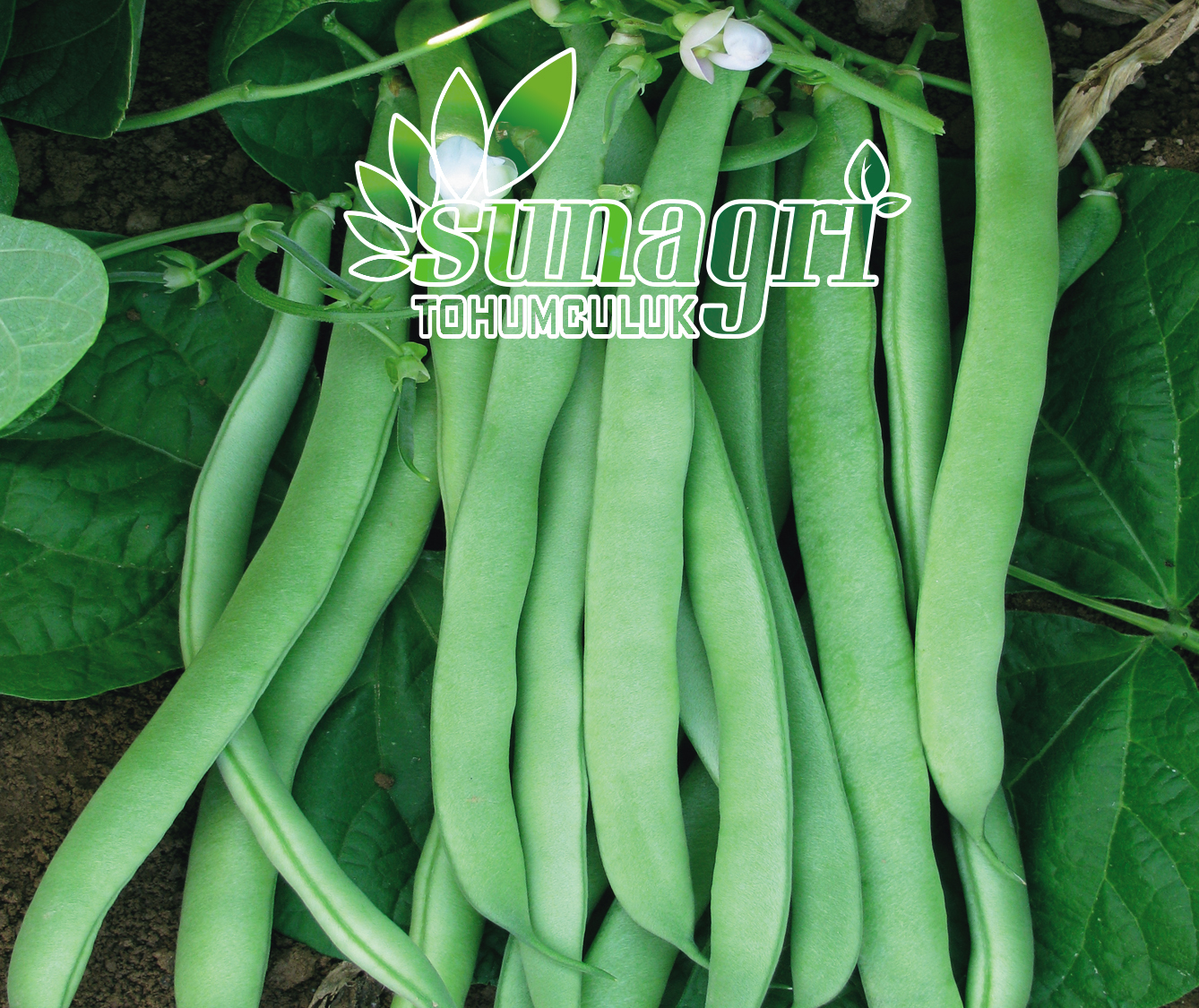 HELİNDA GOLD FASULYE (SIRIK)