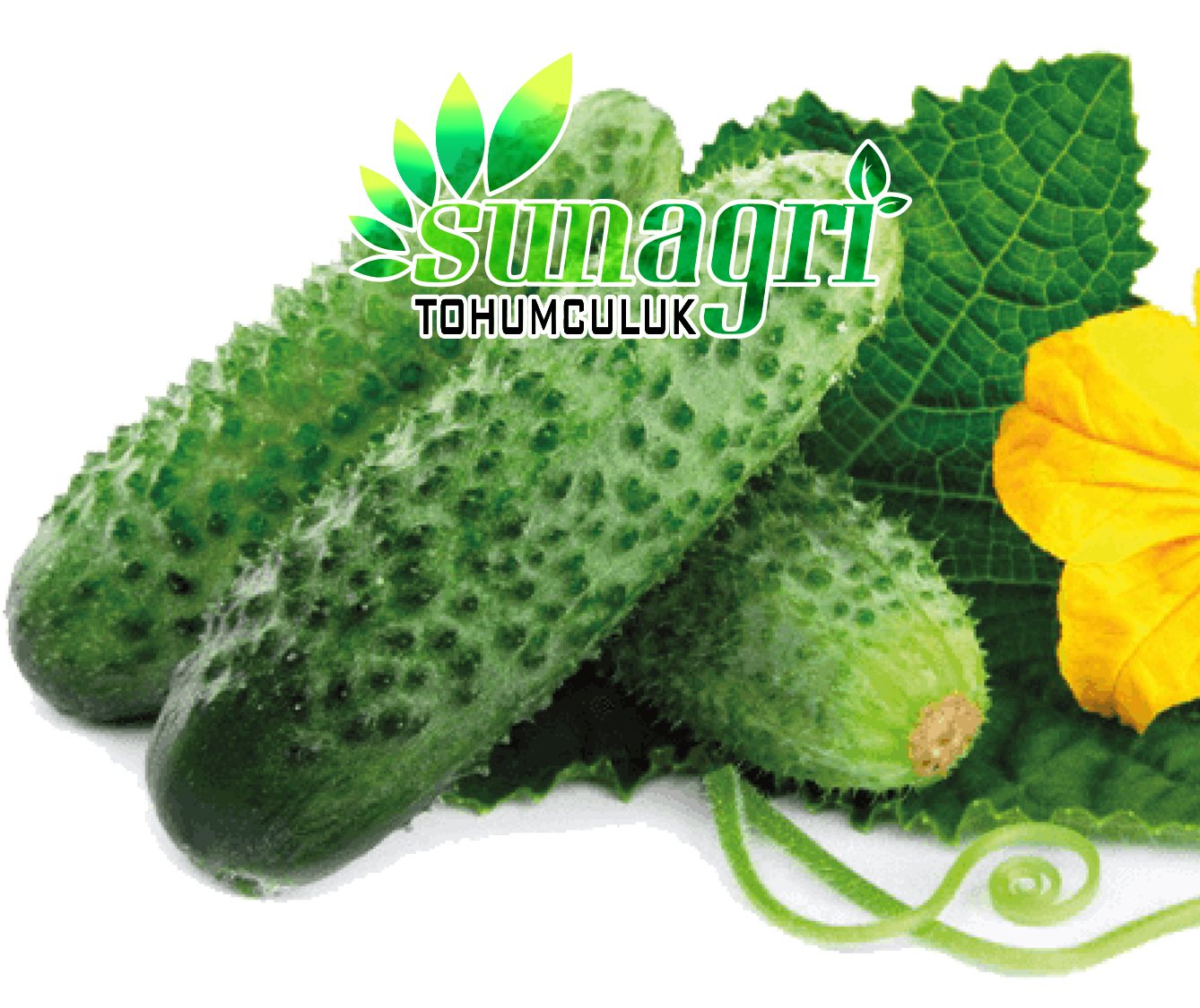 SALATALIK (KORNİŞON TURŞULUK)