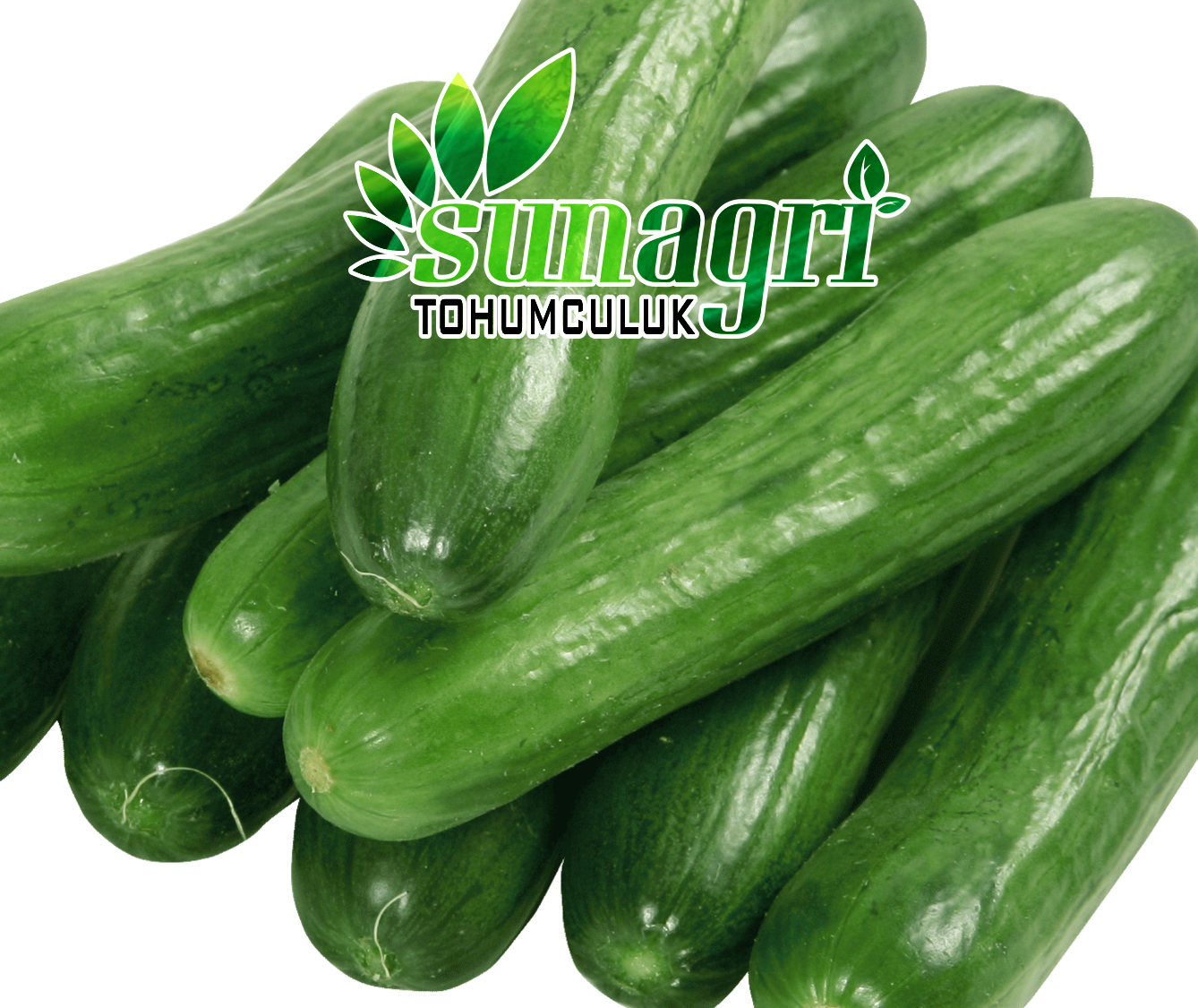 SALATALIK ÇENGELKÖY