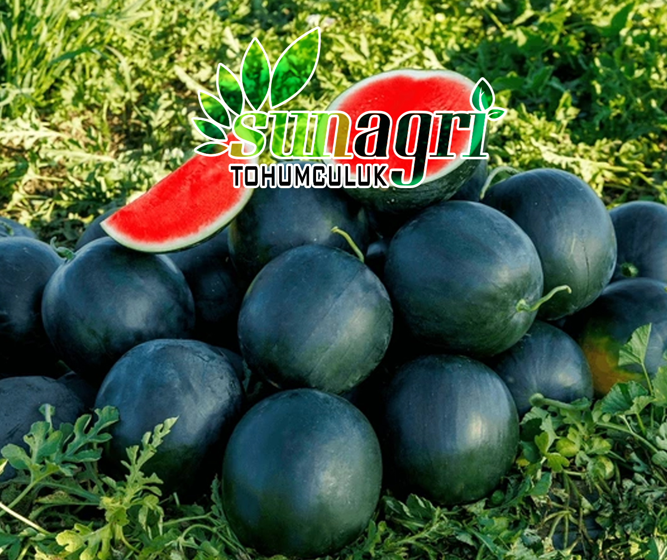 SİYAH KARPUZ