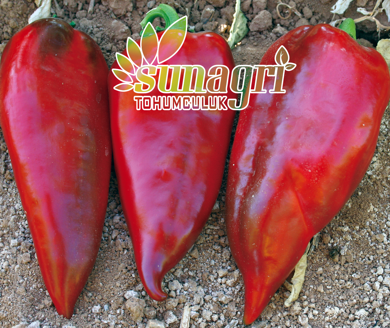 BİBER YAĞLIK KAPYA