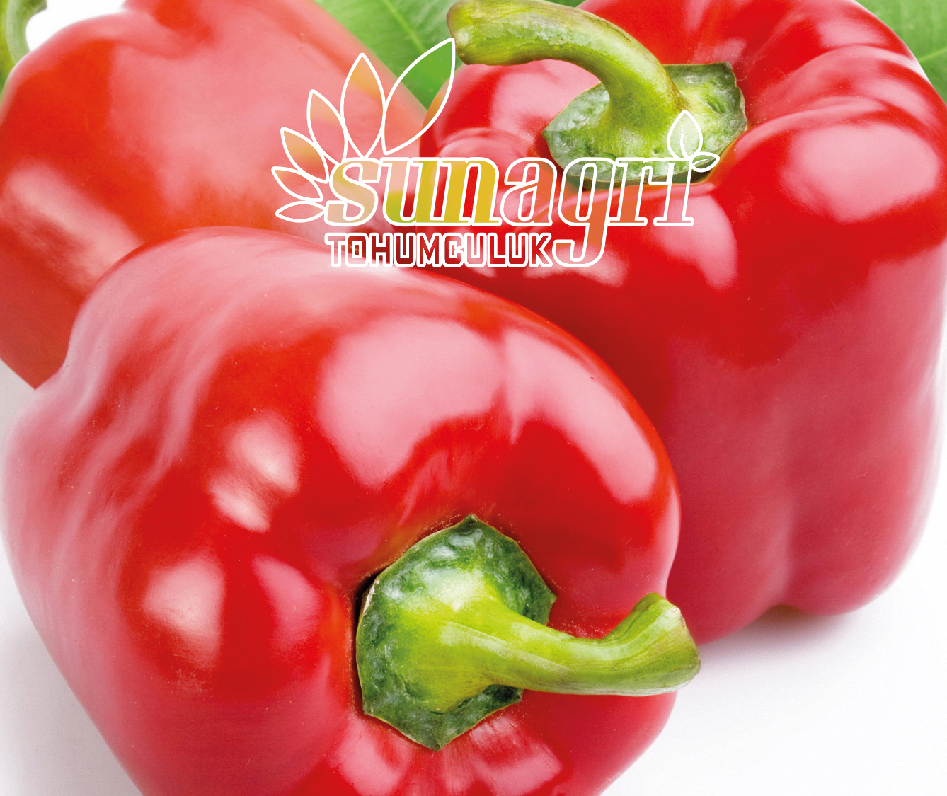 BİBER CALIFORNIA WONDER