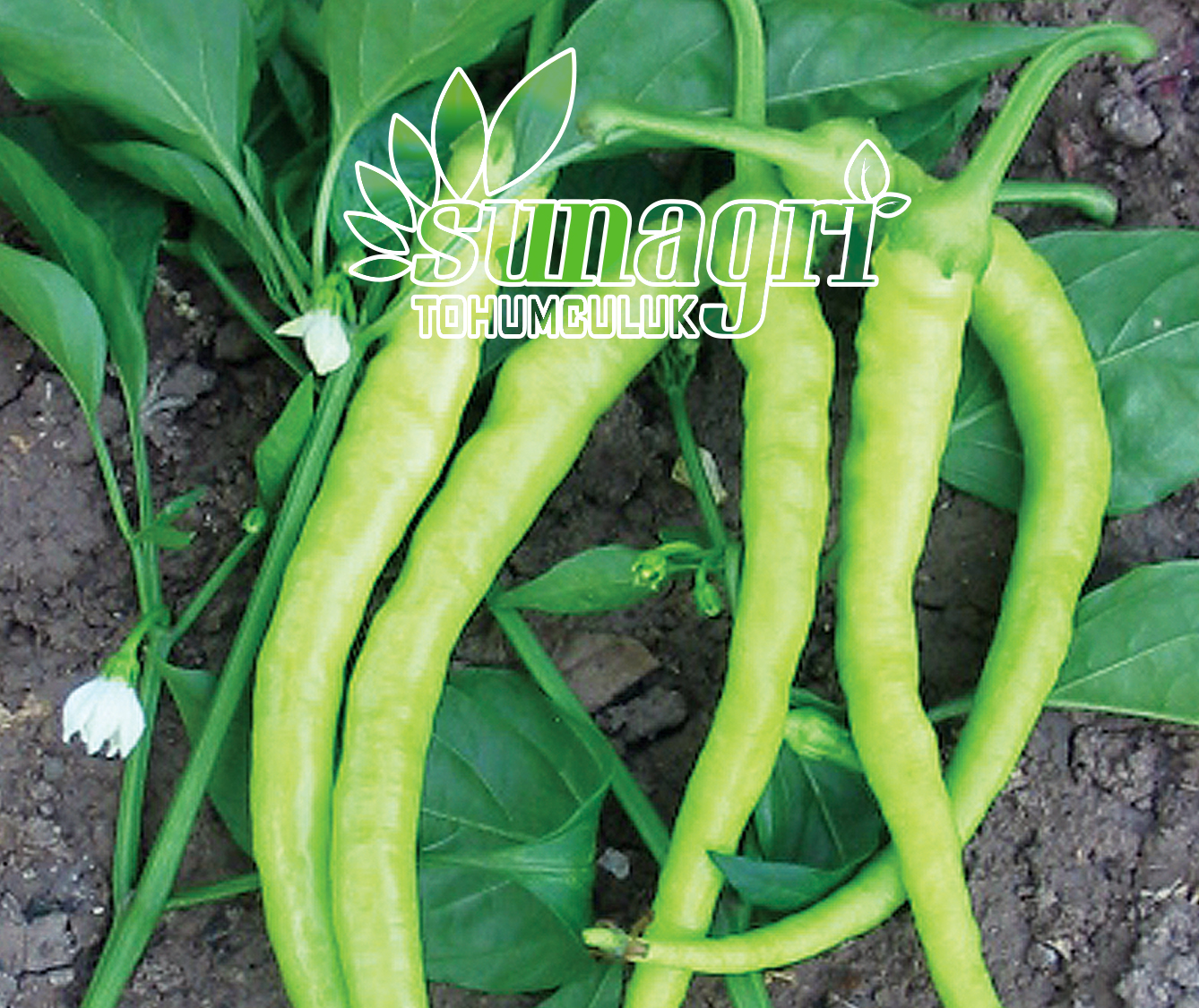 BİBER ÇORBACI SARI SİVRİ