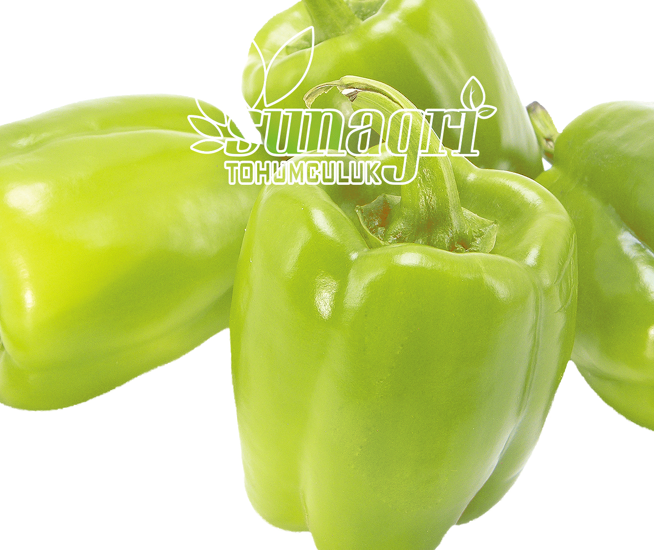 BİBER KANDİL DOLMA