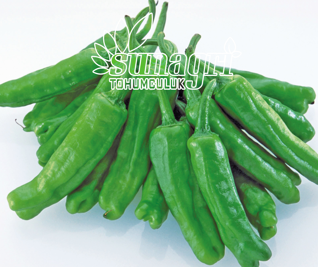 BİBER ÜÇBURUN MAZAMORT