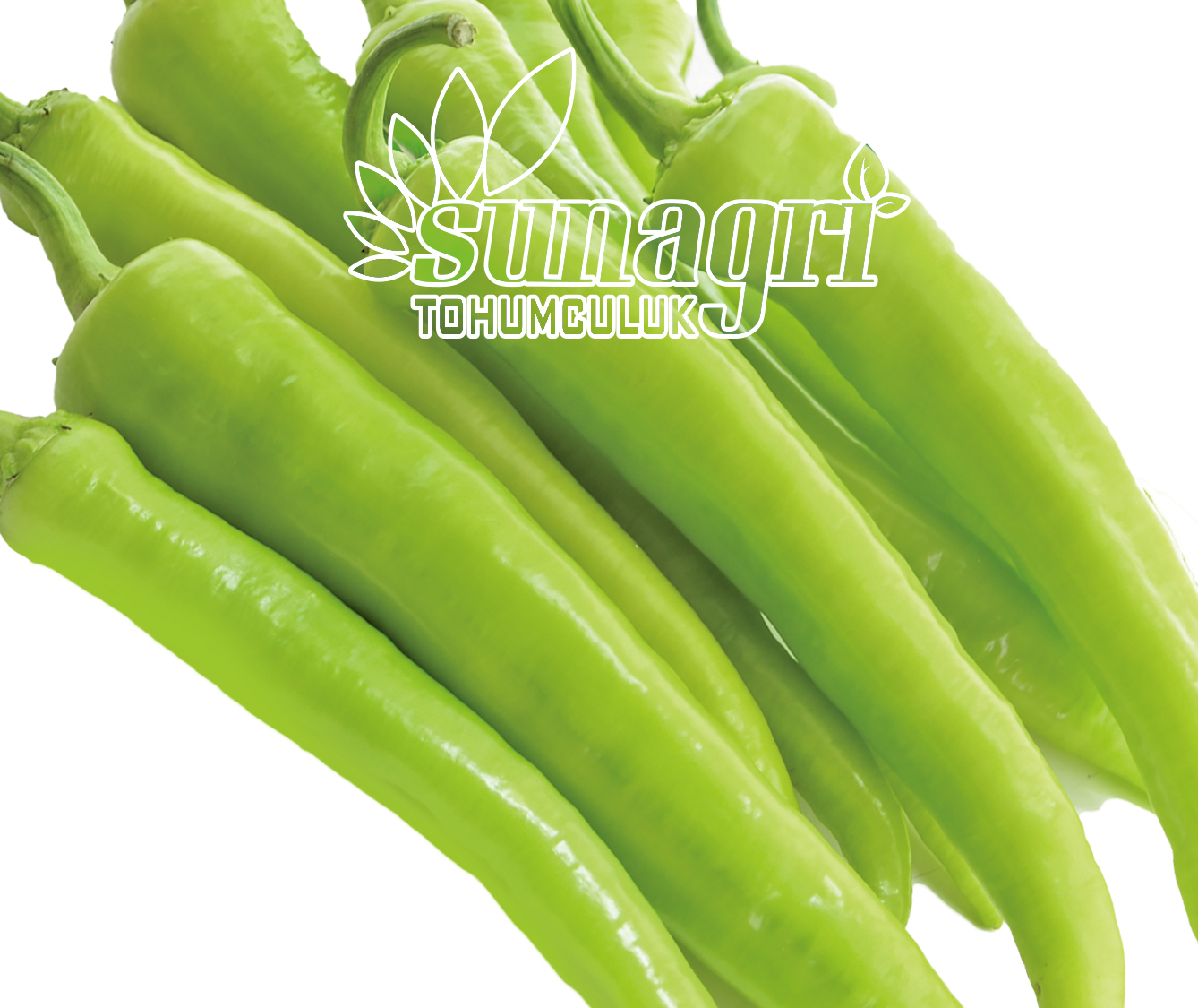 BİBER ÇARLİSTON YALOVA